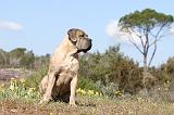 CANE CORSO 344